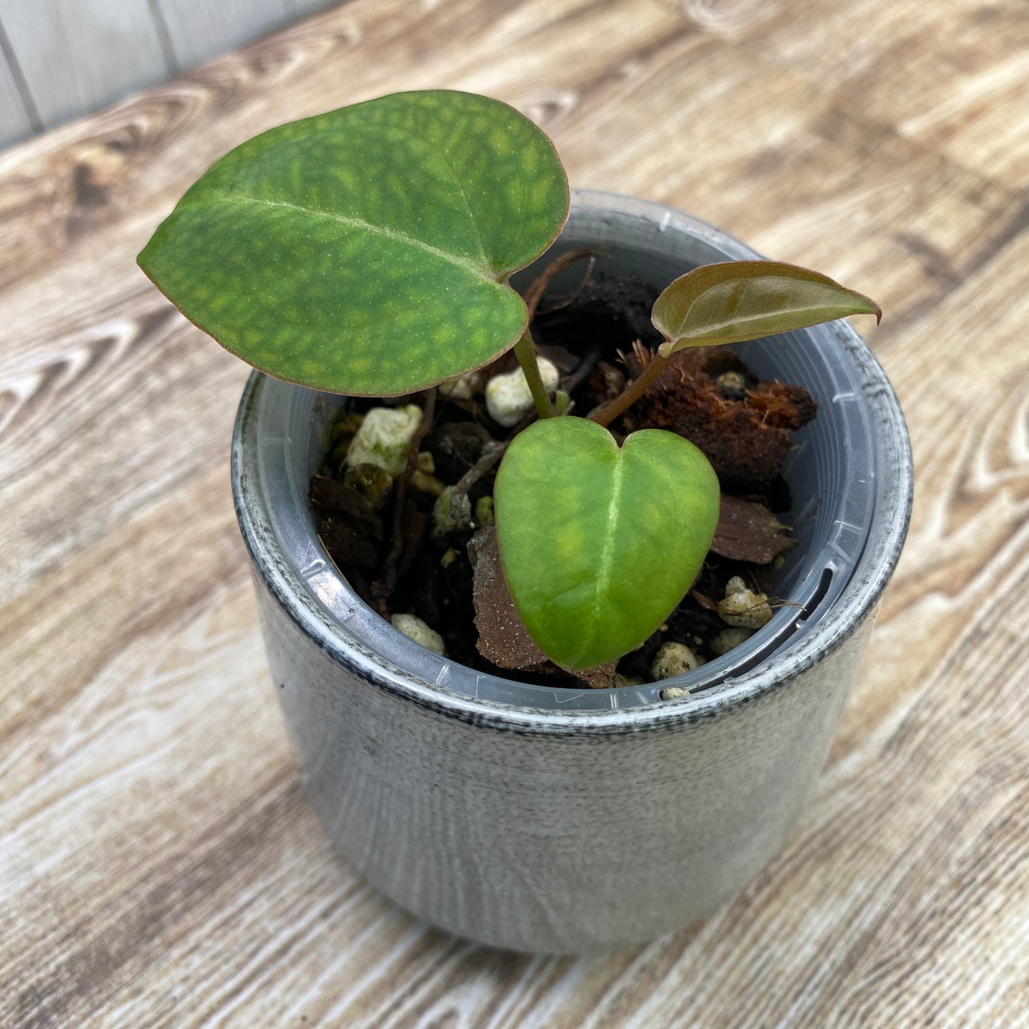 Anthurium Red Crystallinum TC