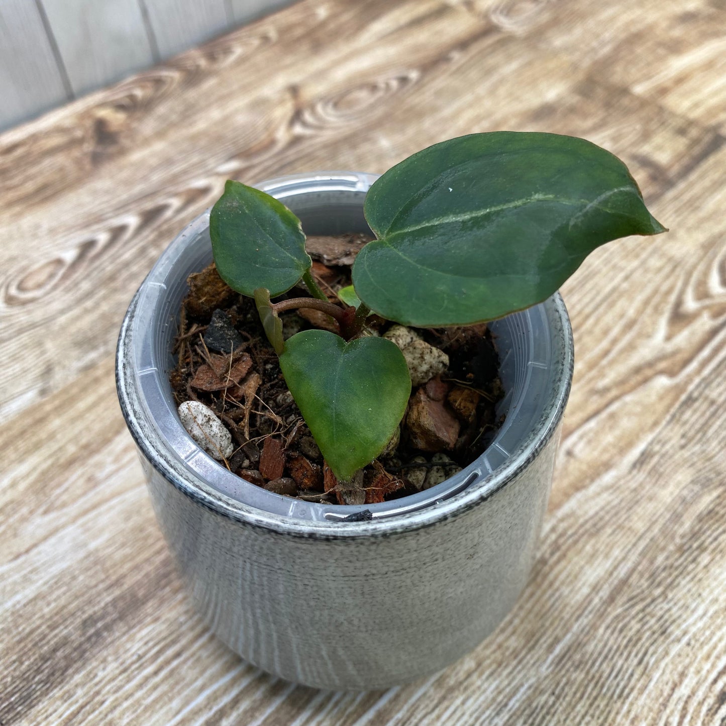 Anthurium Red Crystallinum TC