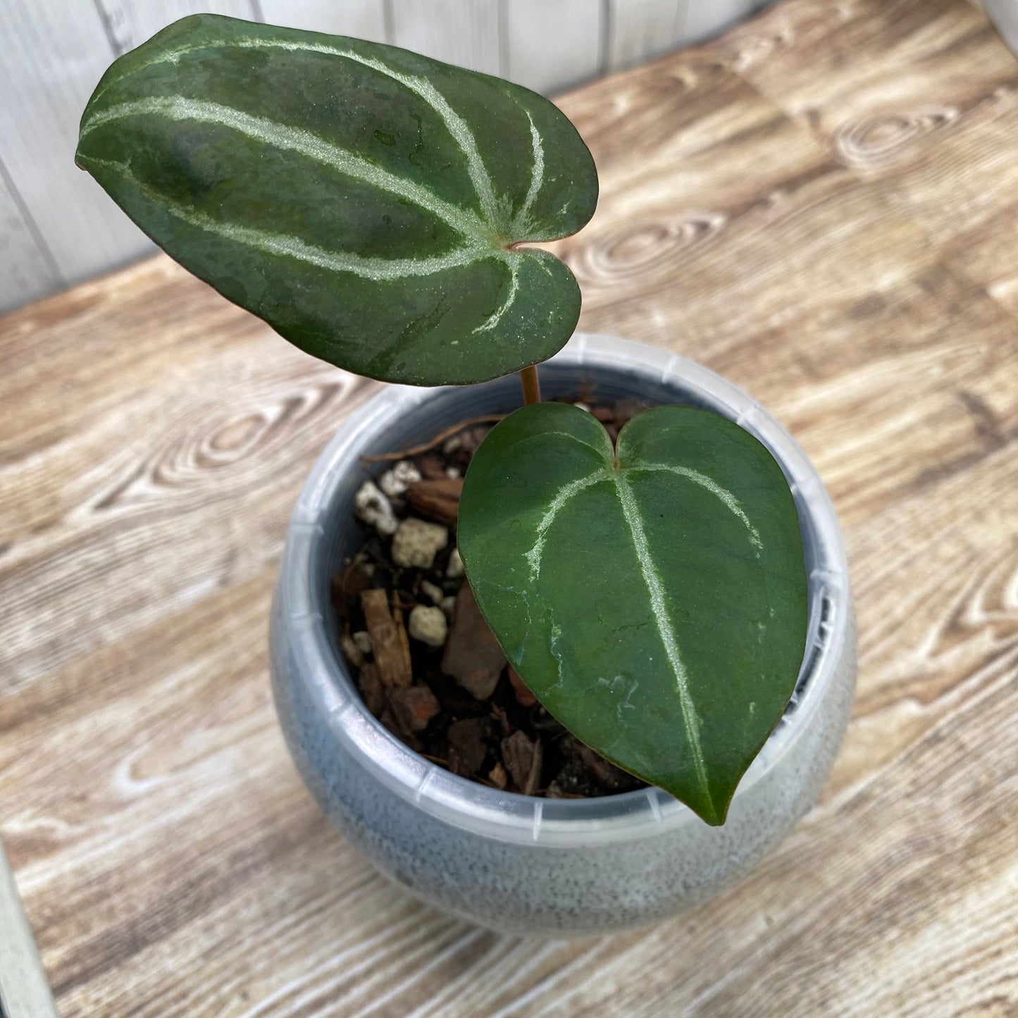 Anthurium Red Crystallinum TC