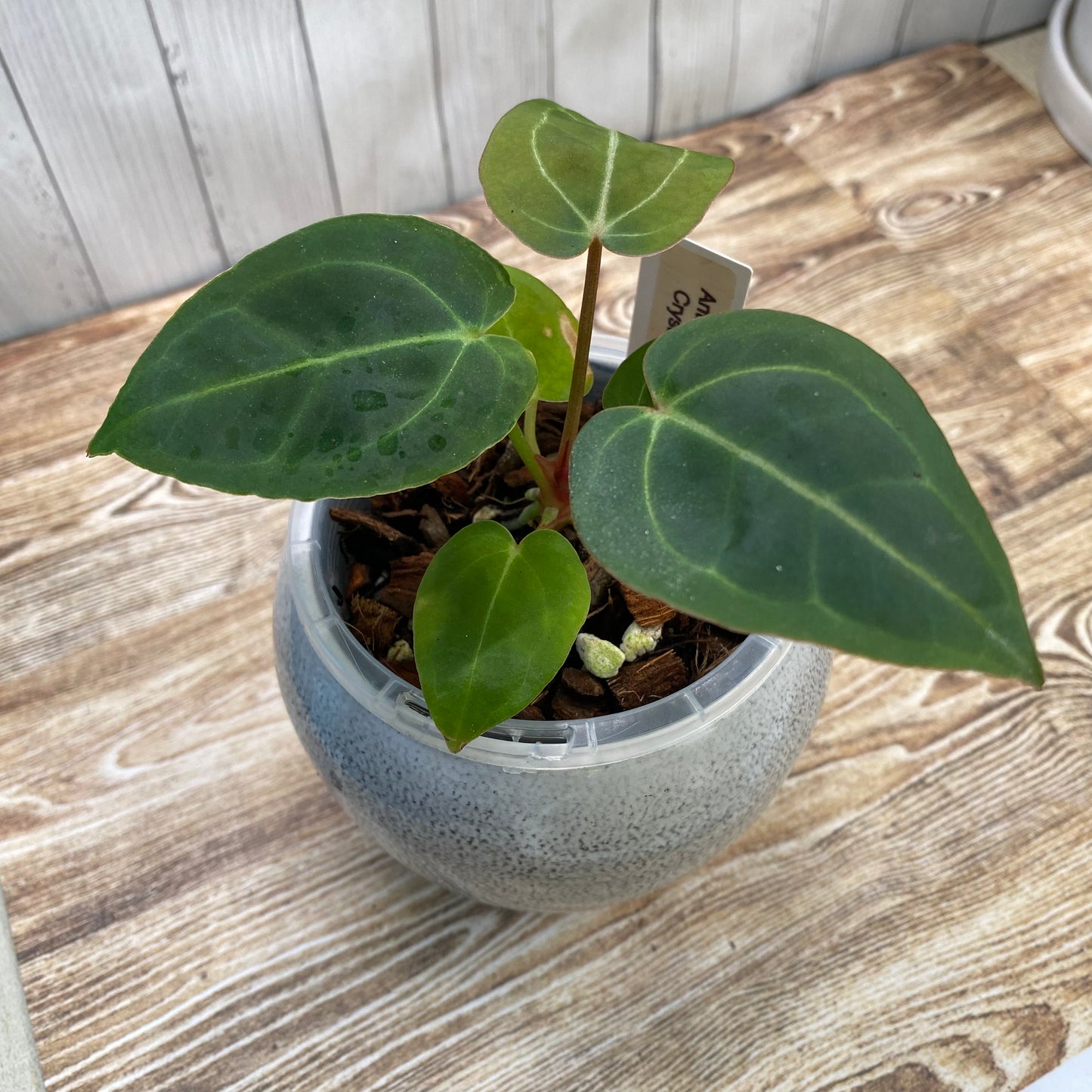Anthurium Red Crystallinum TC