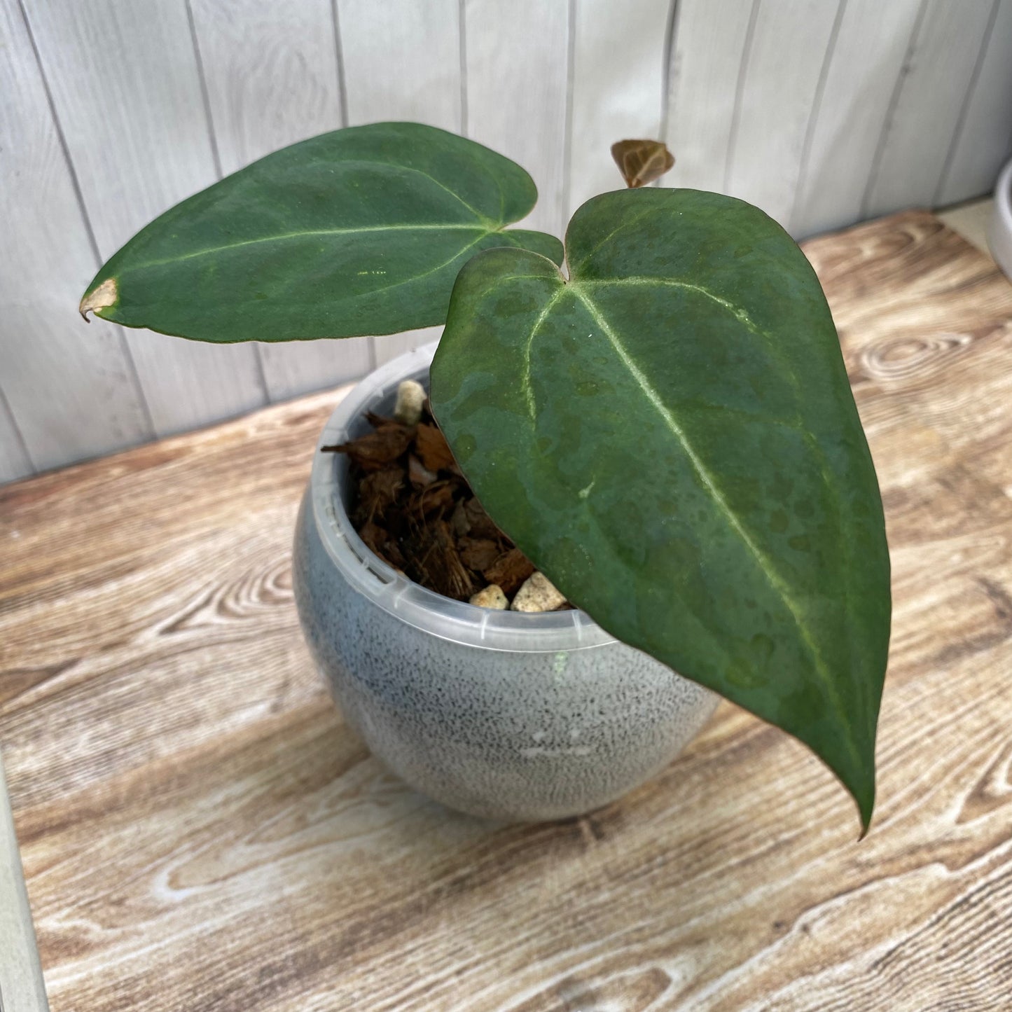 Anthurium Red Crystallinum TC