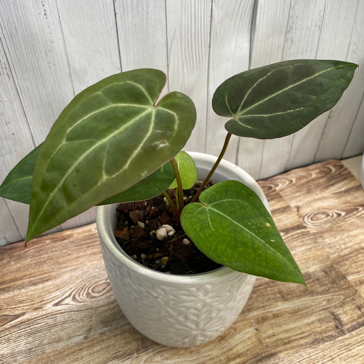 Anthurium Red Crystallinum TC