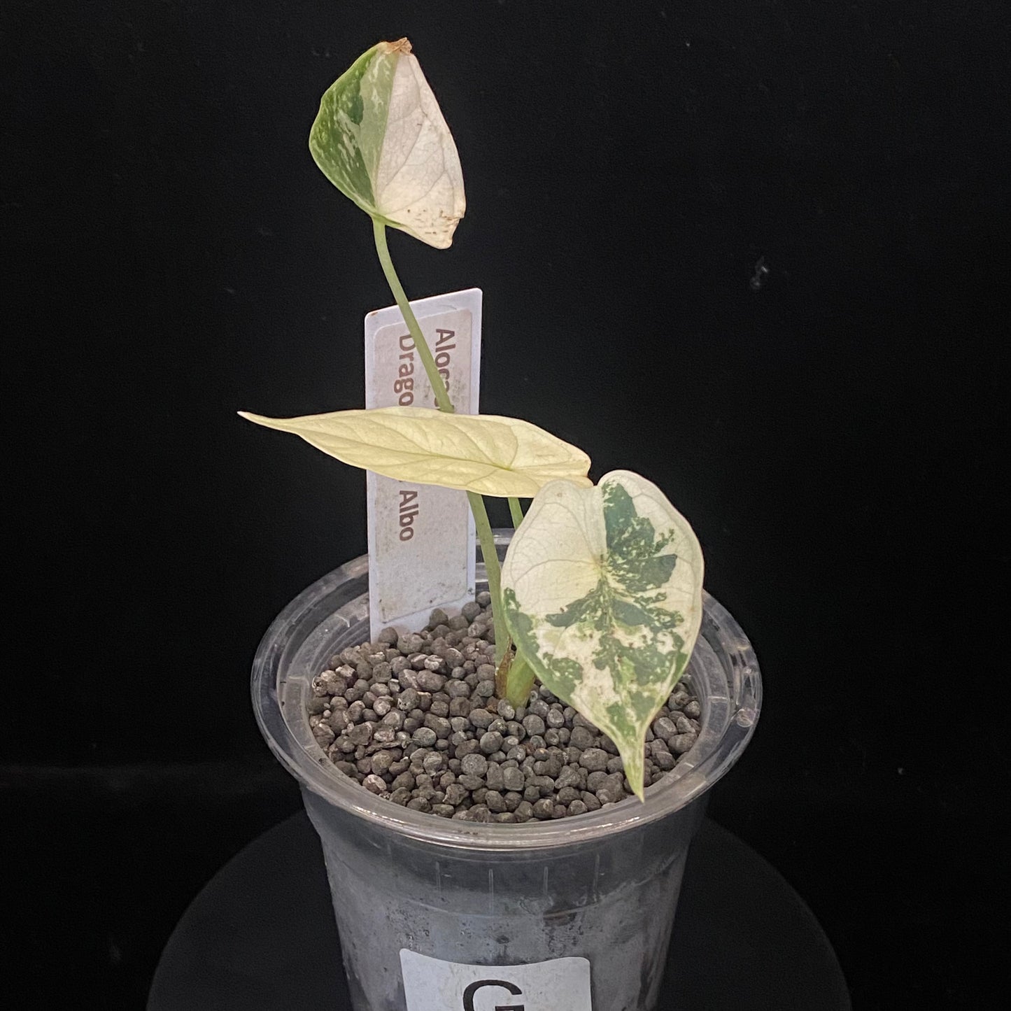 Alocasia Dragon Scale Albo G –  Variegation Protection Available