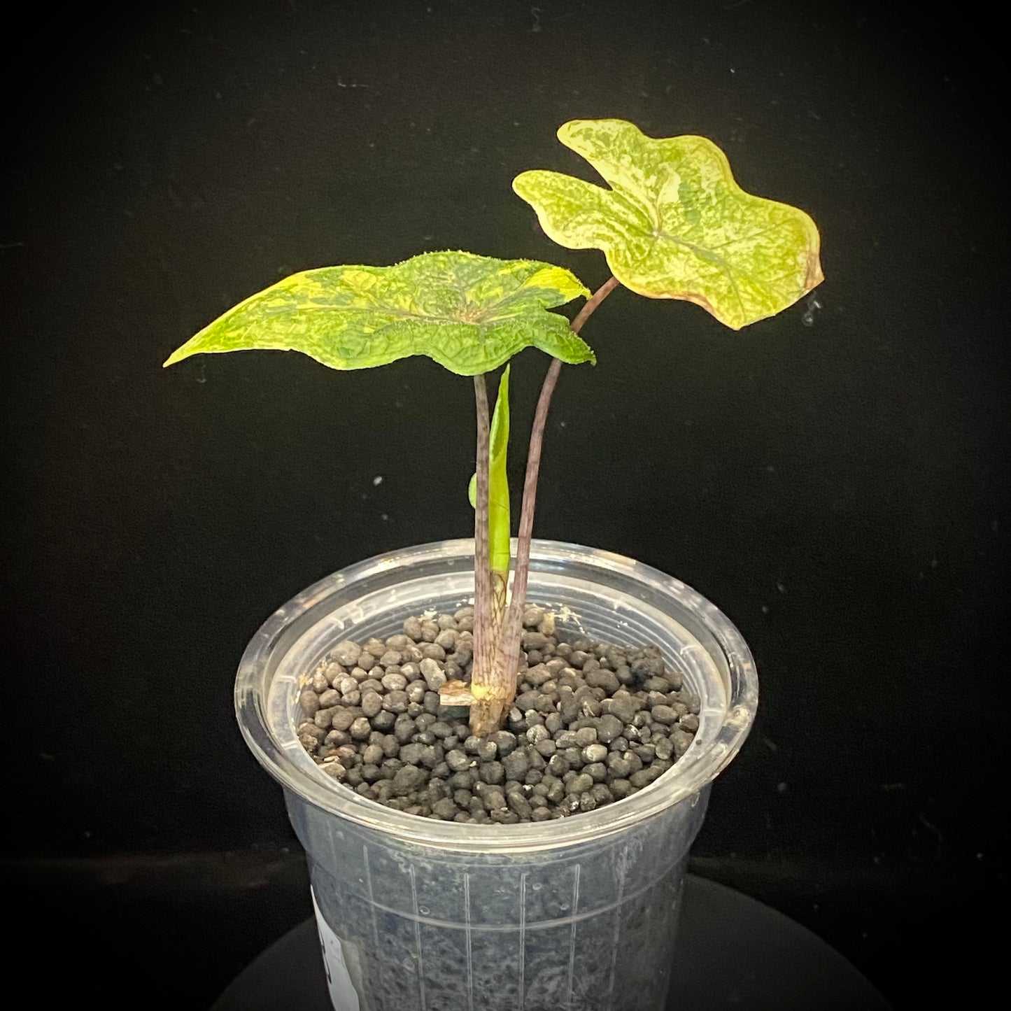 Alocasia Jacklyn Aurea B