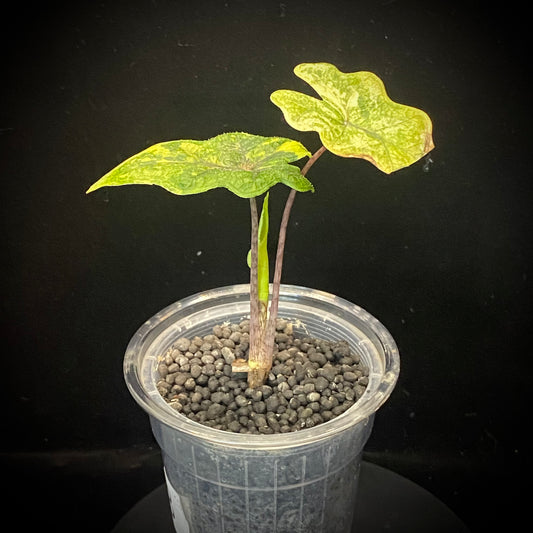 Alocasia Jacklyn Aurea B