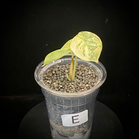 Alocasia Silver Dragon Scale Aurea E - Variegation Protection