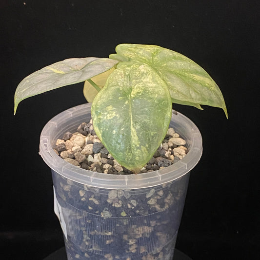 Alocasia Silver Dragon Scale Aurea B - Variegation Protection Available