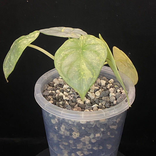 Alocasia Silver Dragon Scale Aurea B - Variegation Protection Available