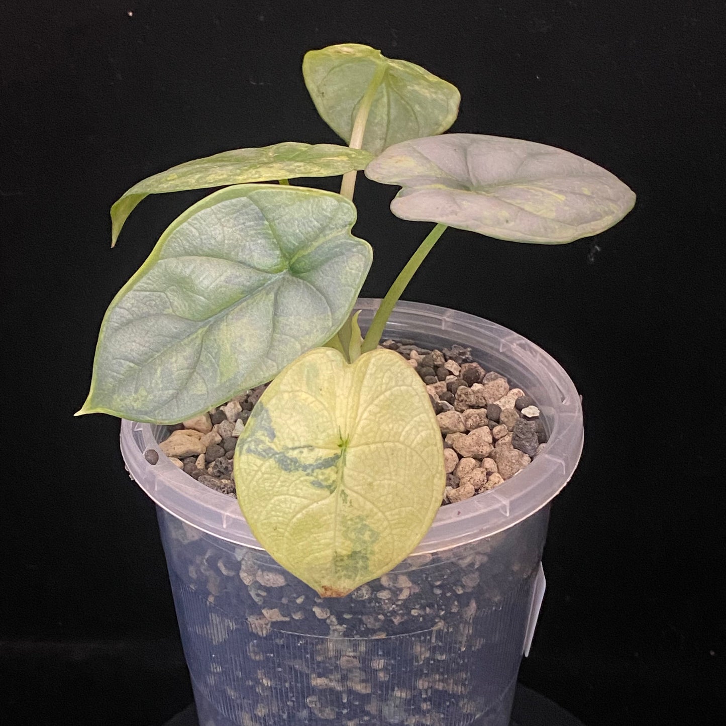 Alocasia Silver Dragon Scale Aurea B - Variegation Protection Available