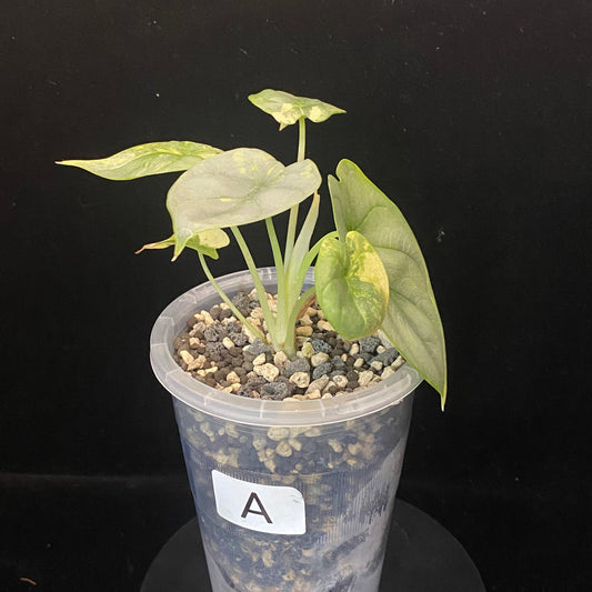 Alocasia Silver Dragon Scale Aurea A - Variegation Protection Available