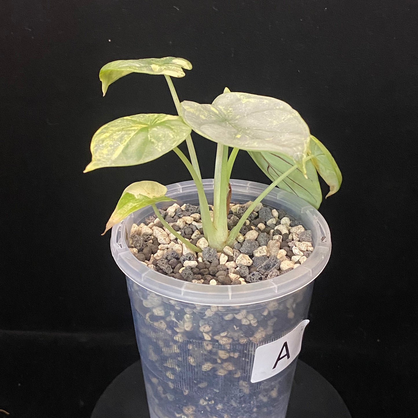 Alocasia Silver Dragon Scale Aurea A - Variegation Protection Available