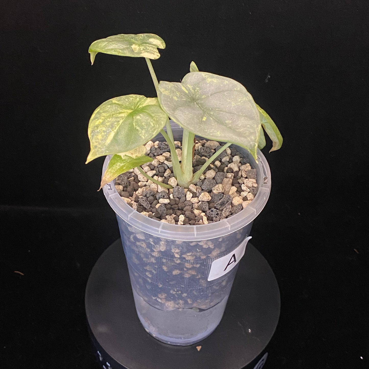 Alocasia Silver Dragon Scale Aurea A - Variegation Protection Available