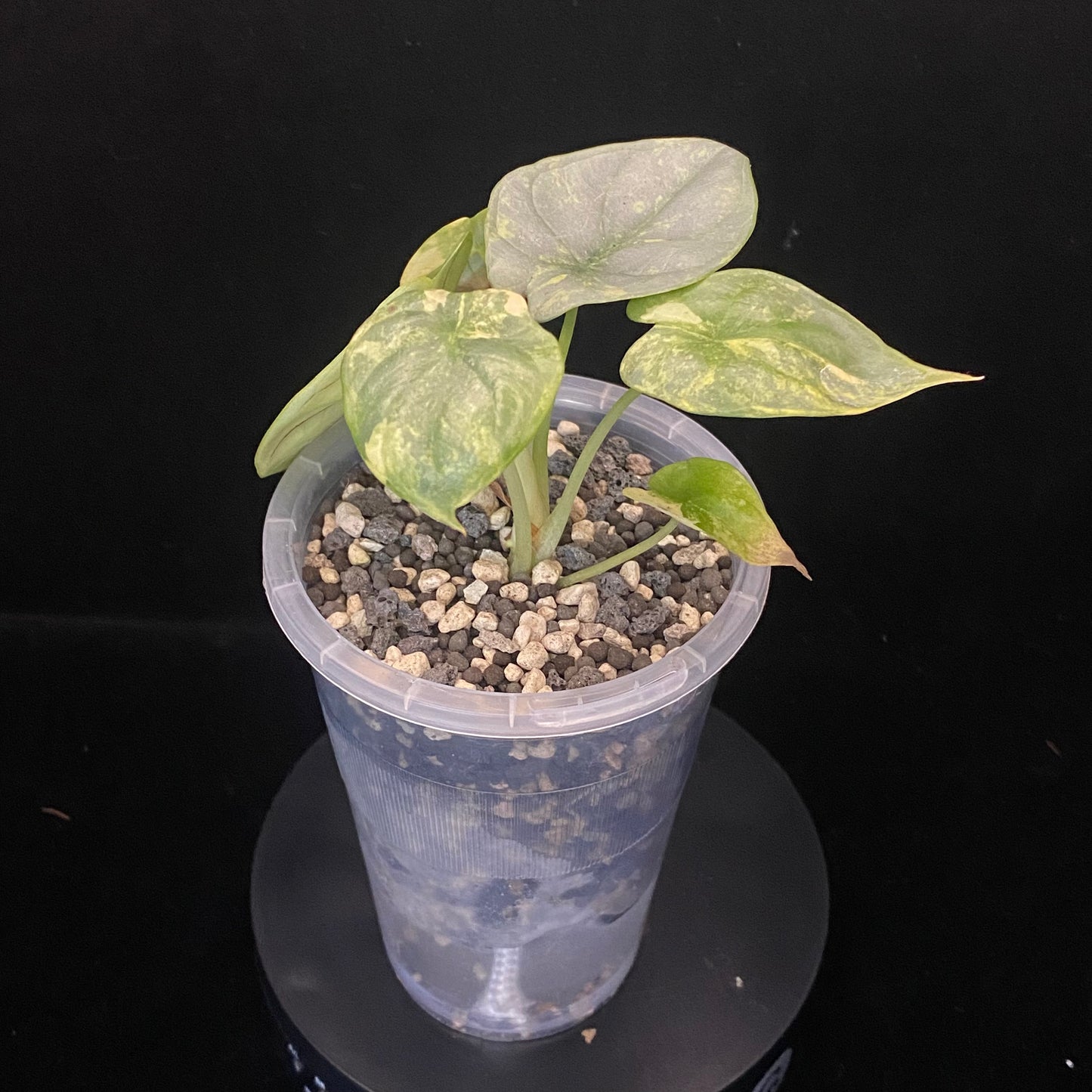 Alocasia Silver Dragon Scale Aurea A - Variegation Protection Available