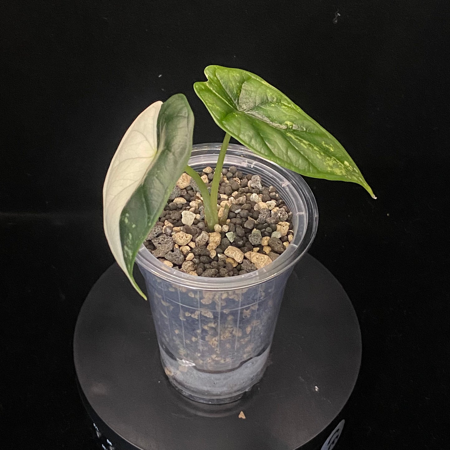 Alocasia Dragon Scale Albo F –  Variegation Protection Available