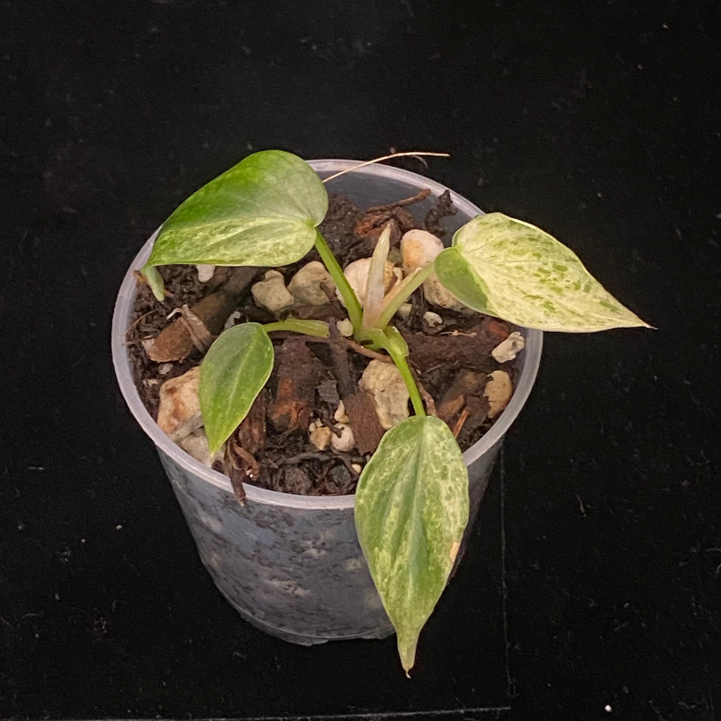 Philodendron Verrucosum Variegated D