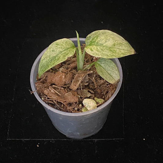 Monstera Adansonii Laniata Mint C