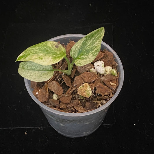 Monstera Adansonii Laniata Mint D