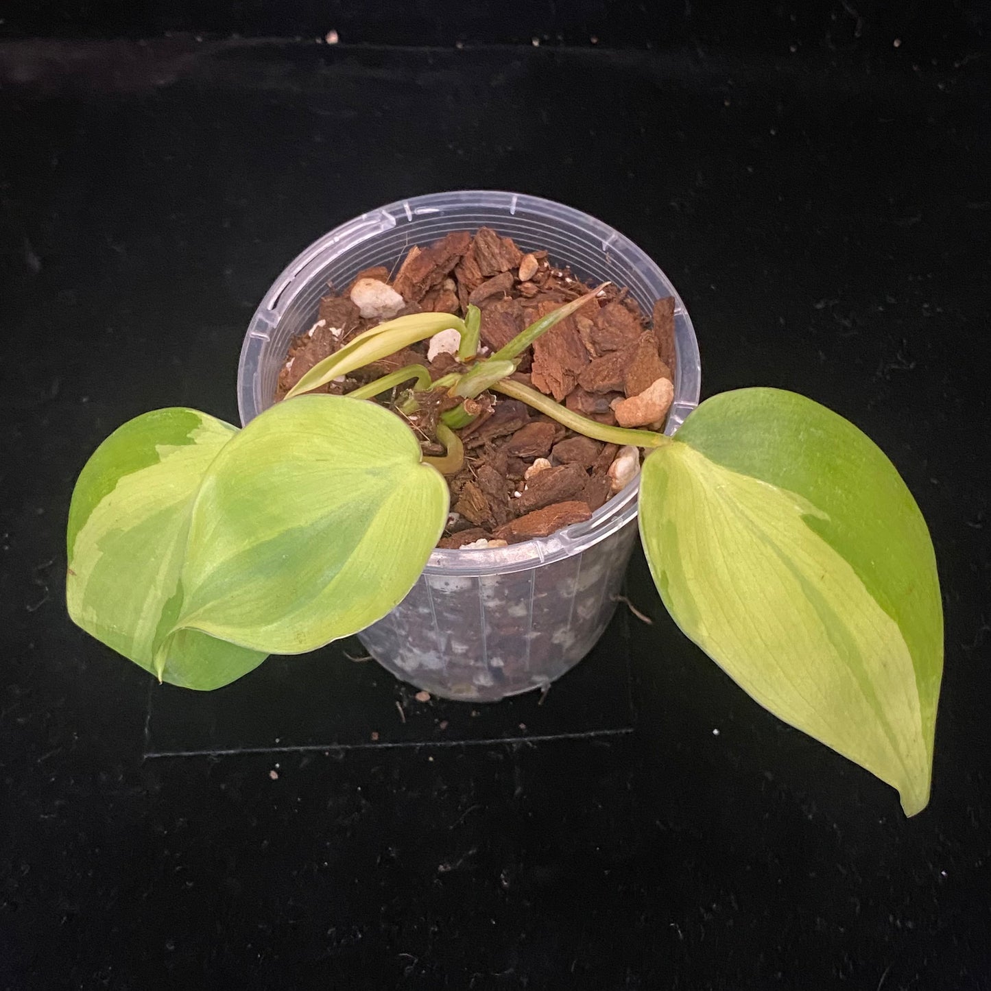 Philodendron Carnival B