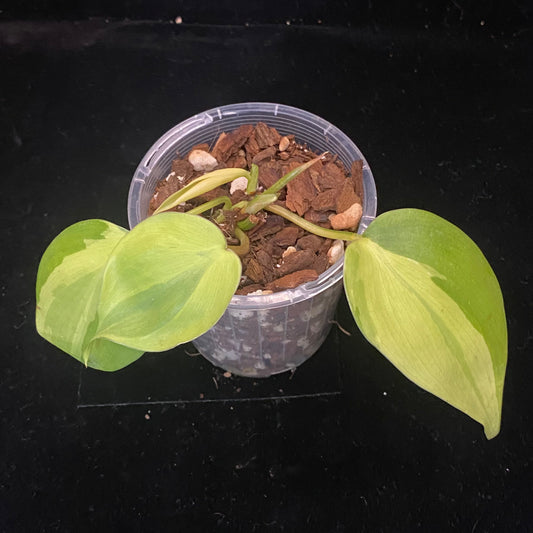 Philodendron Carnival B