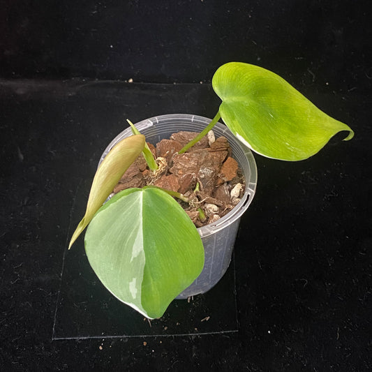 Philodendron Albo Heartleaf B