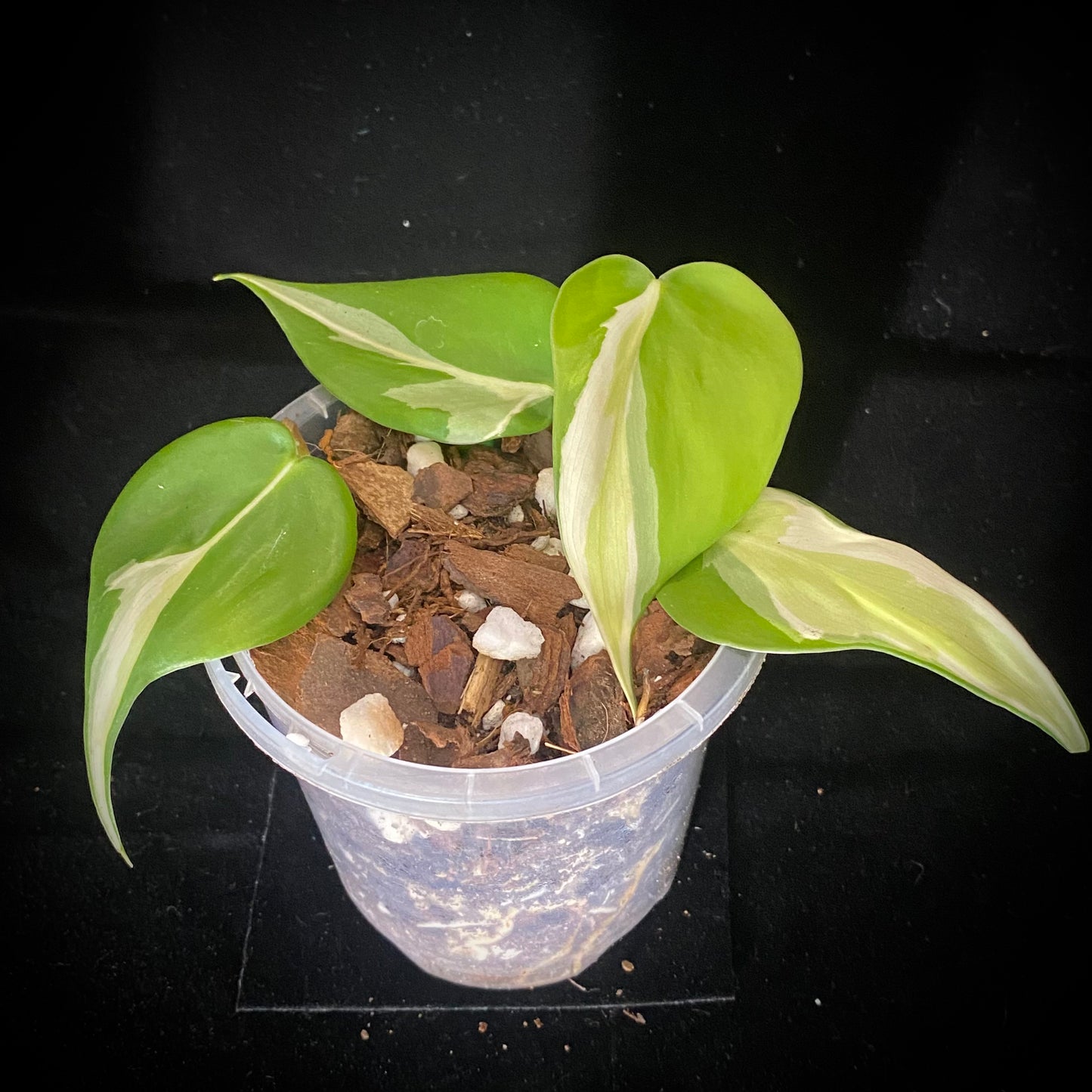 Philodendron Cream Splash B