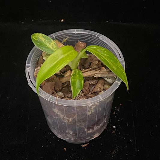 Philodendron Mango Shake B