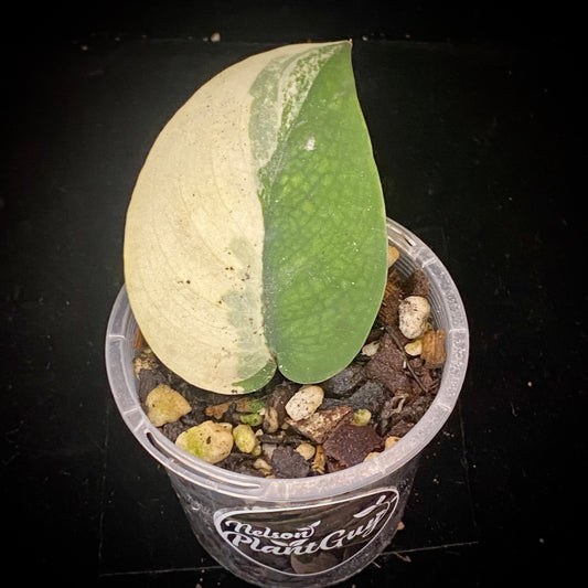 Scindapsus Jade Satin Aurea B