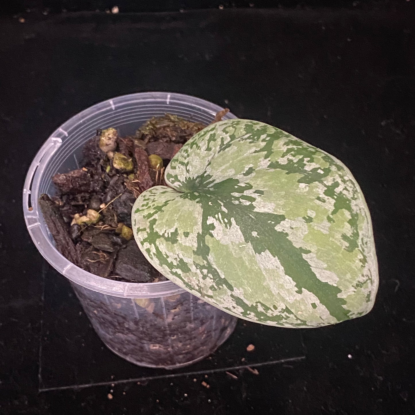 Scindapsus Tri-Colour Platinum B