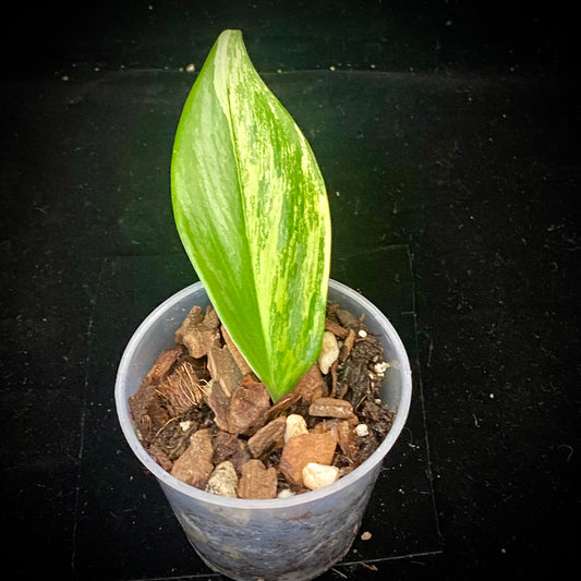 Scindapsus Rubicon Aurea - D