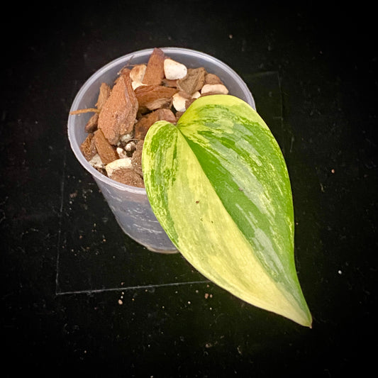 Scindapsus Rubicon Aurea - E