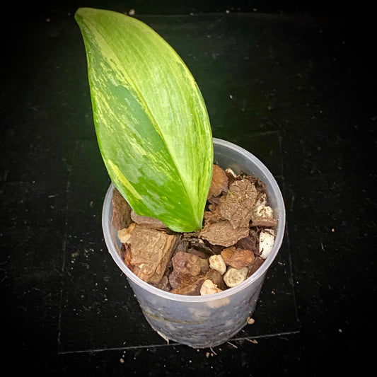 Scindapsus Rubicon Aurea - F