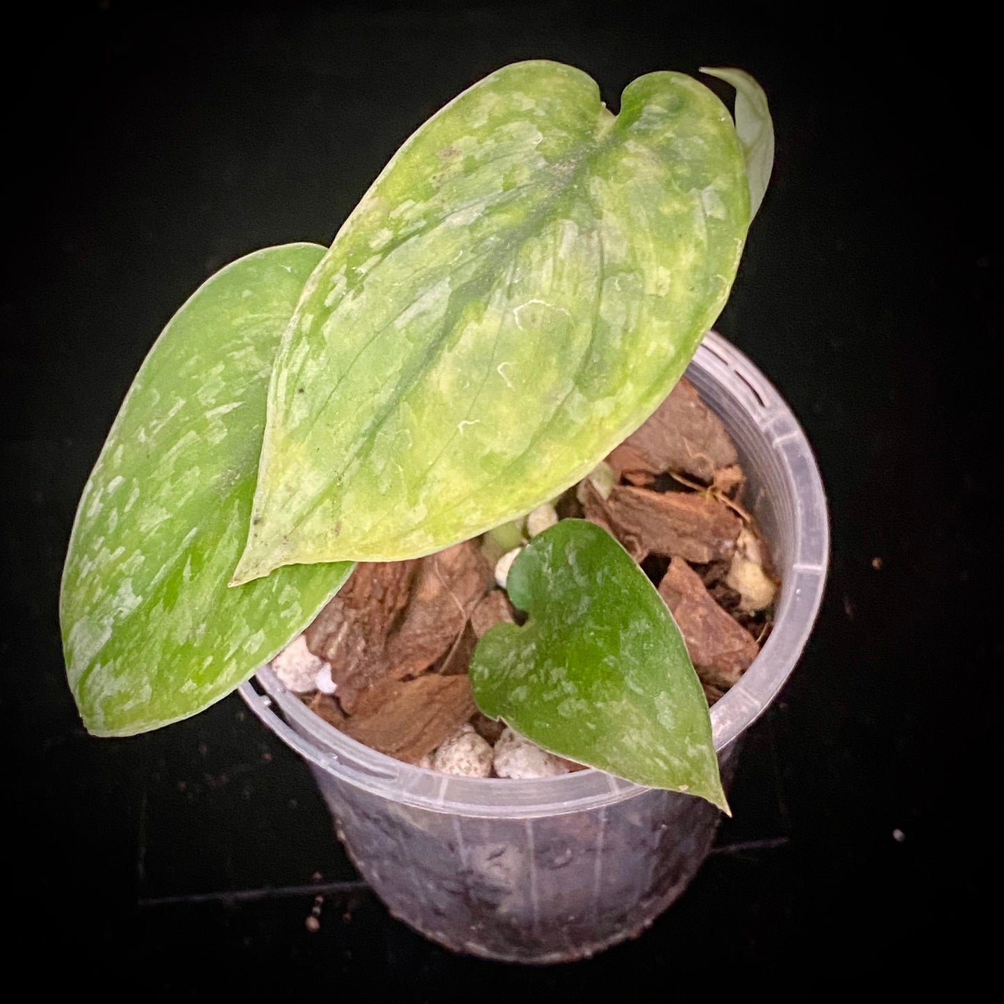 Scindapsus Leopard F