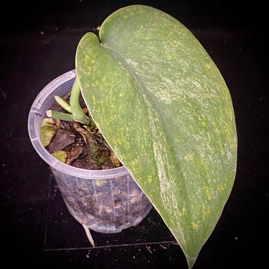 Scindapsus Jade Satin Marble B