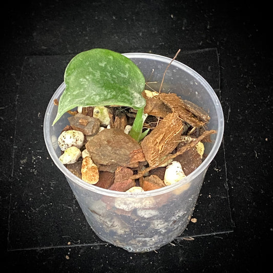 Scindapsus Leopard D