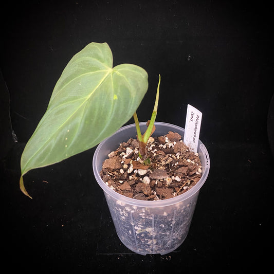 Philodendron Zeus D