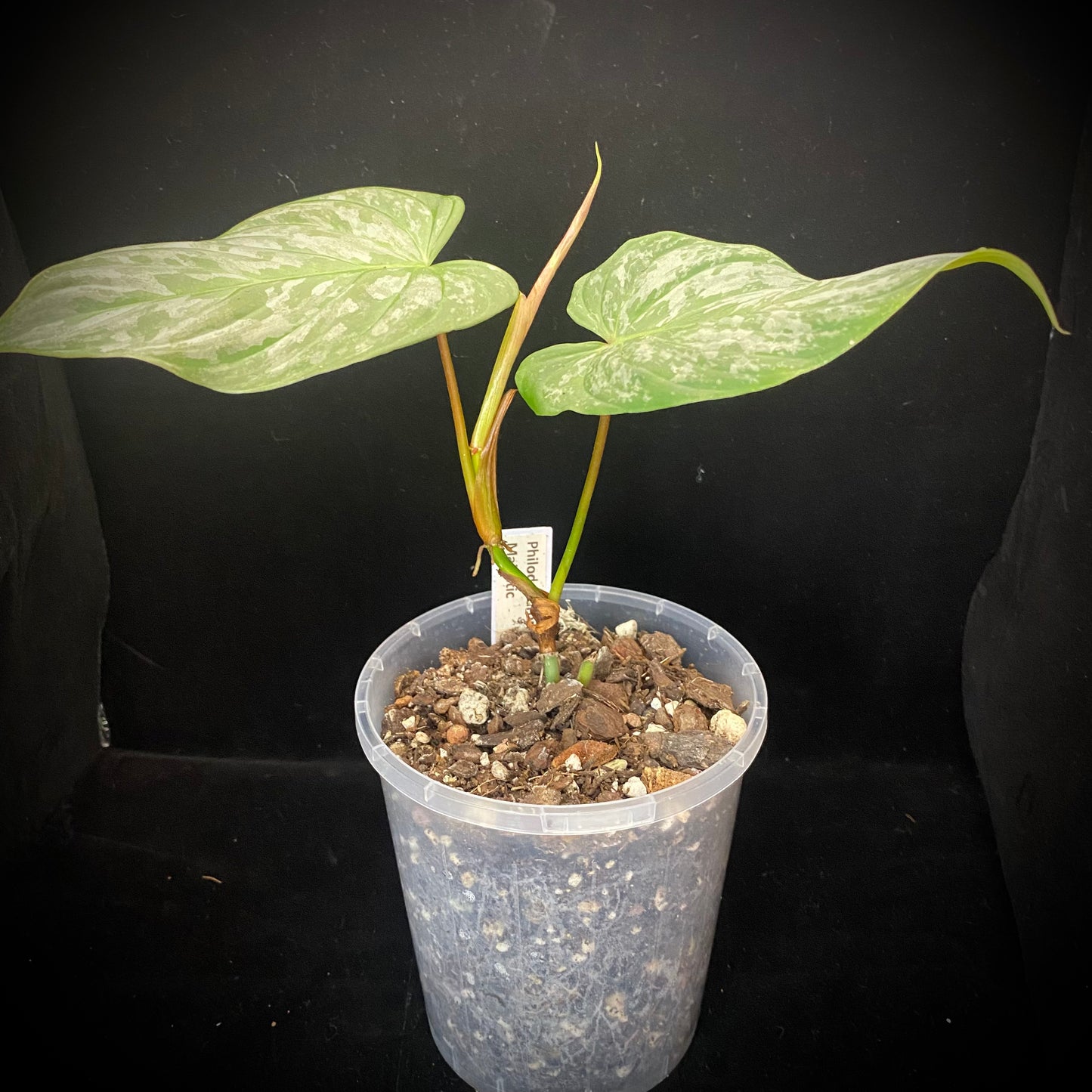 Philodendron Majestic G