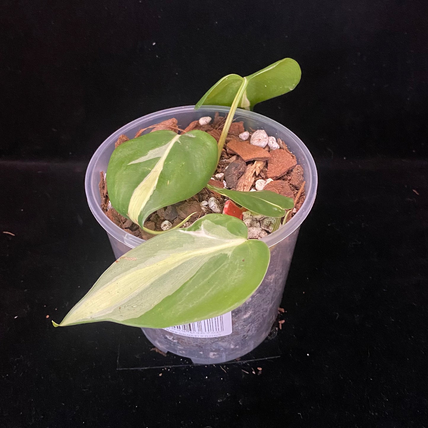Philodendron Cream Splash A