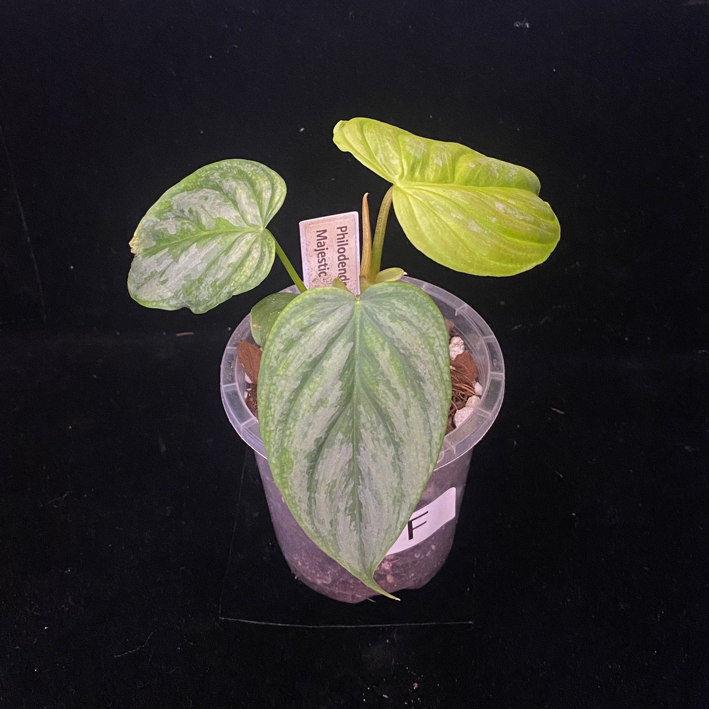 Philodendron Majestic F