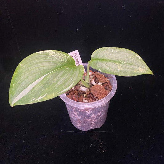 Scindapsus Moonlight Albo A