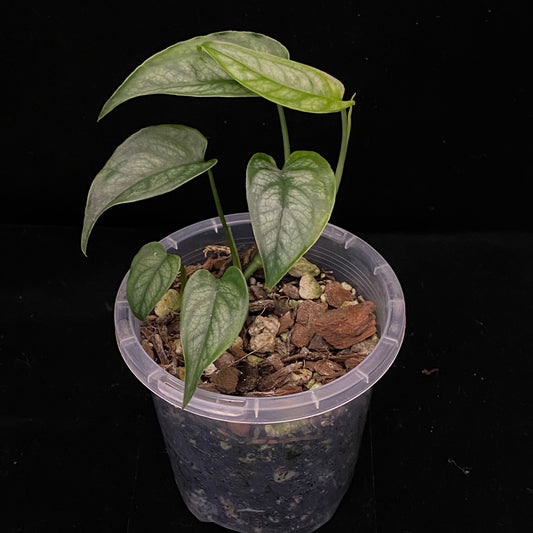 Monstera Siltepecana B