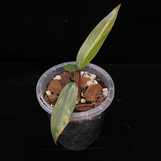 Philodendron Strawberry Shake B