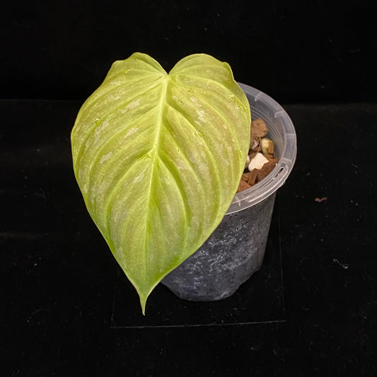 Philodendron Majestic H