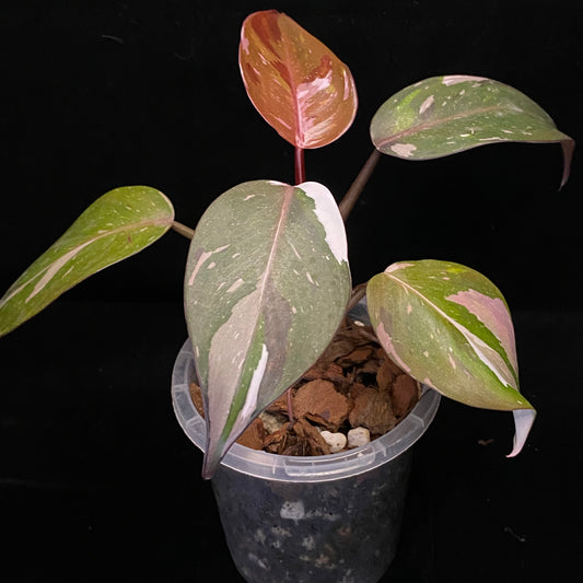 Philodendron Red Anderson C