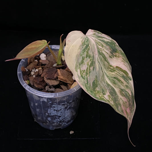 Philodendron Micans Variegated E