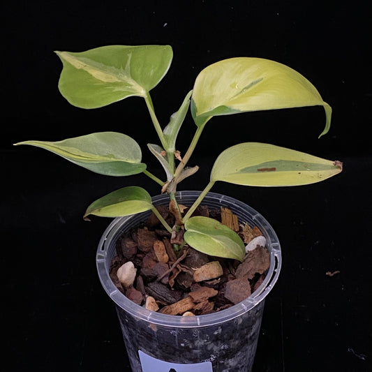 Philodendron Carnival C