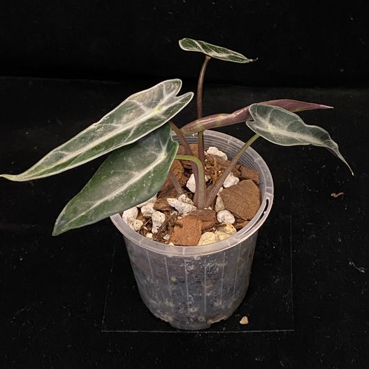 Alocasia Bambino