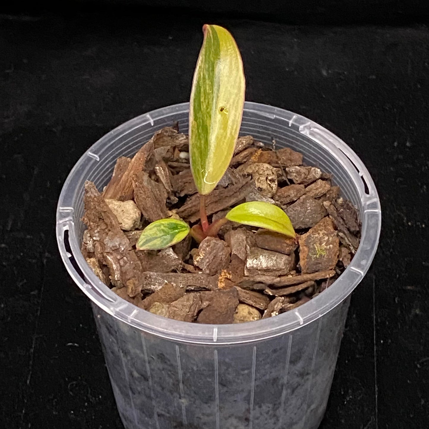 Philodendron Strawberry Shake A