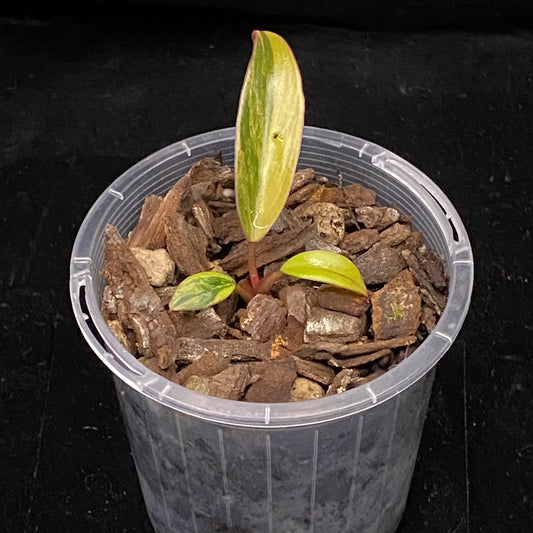 Philodendron Strawberry Shake A