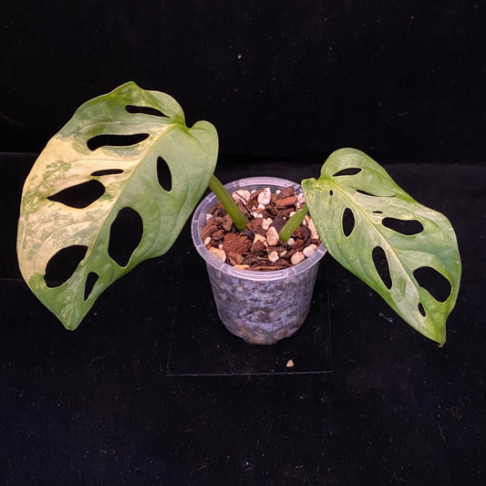 Monstera Adansonii Aurea A