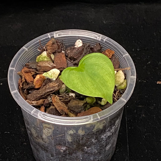 Philodendron Fibraecataphyllum
